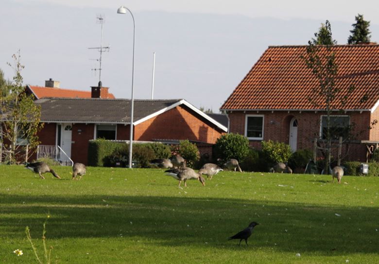 Cricketbane ved Rebæk Søpark uafklaret