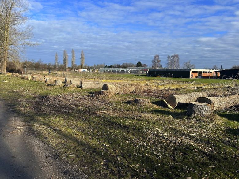  18 træer er fældet på Avedøre Stadion 