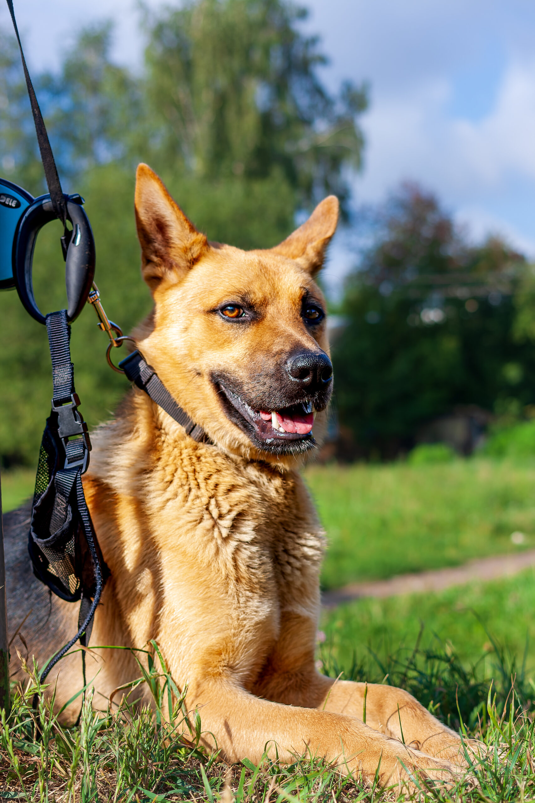 Hunden er sød – men snoren er stadig en god ide